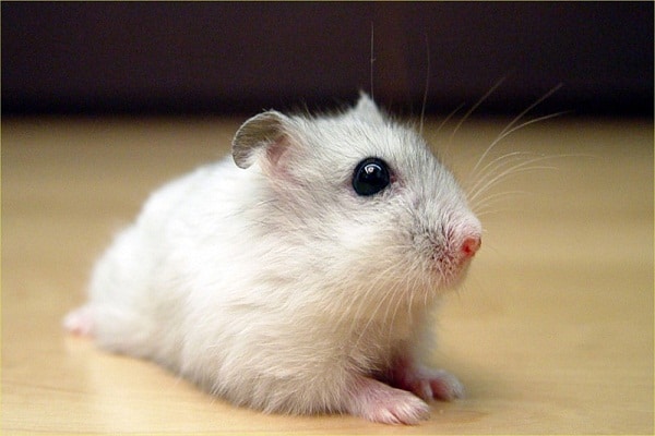 صور فأر الهامتسر Photos rat hamster