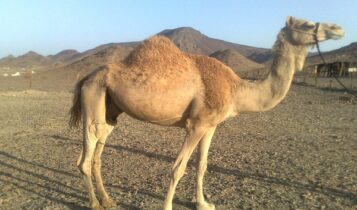 صور جمل