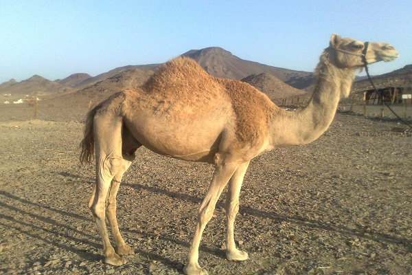 صور جمل