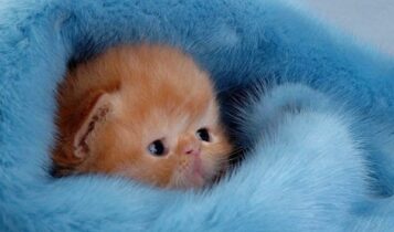 صور صغار الحيوانات Young animals Photos