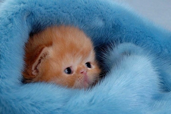 صور صغار الحيوانات Young animals Photos