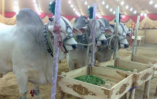 صور ملكة جمال البقر في باكستان Photos Miss cow in Pakistan
