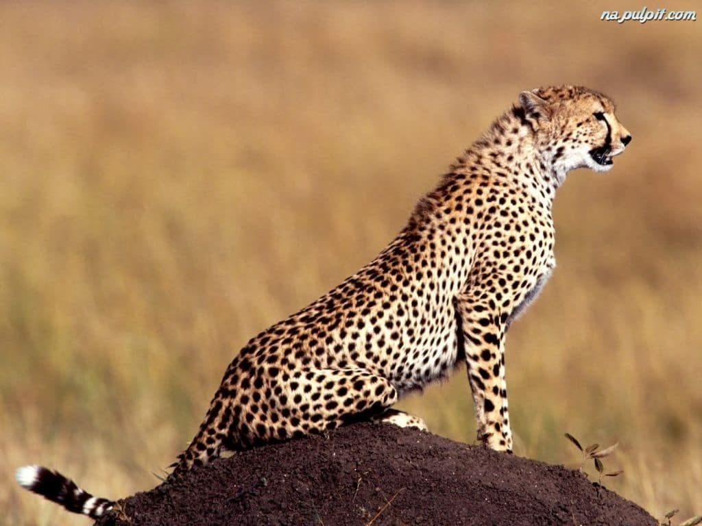 صور فهد Photos Fahd