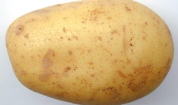 صور البطاطا  Photos potatoes