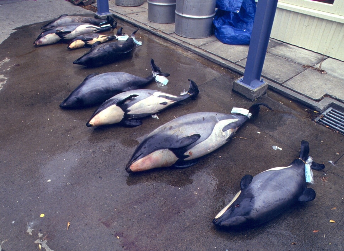 صور دلافين ماوي Photos Maui dolphins