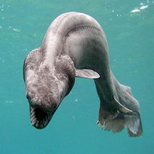 صور القرش المزركش Photos frilled shark
