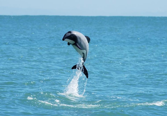 صور دلافين ماوي Photos Maui dolphins