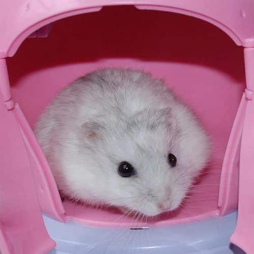 صور فأر الهامتسر Photos rat hamster