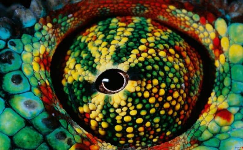 صور أغرب عيون الحيوانات Photos strangest animals eyes