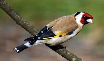 صور طائر الحسون Photos goldfinch