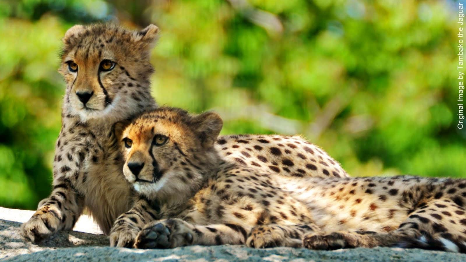 صور فهد Photos Fahd