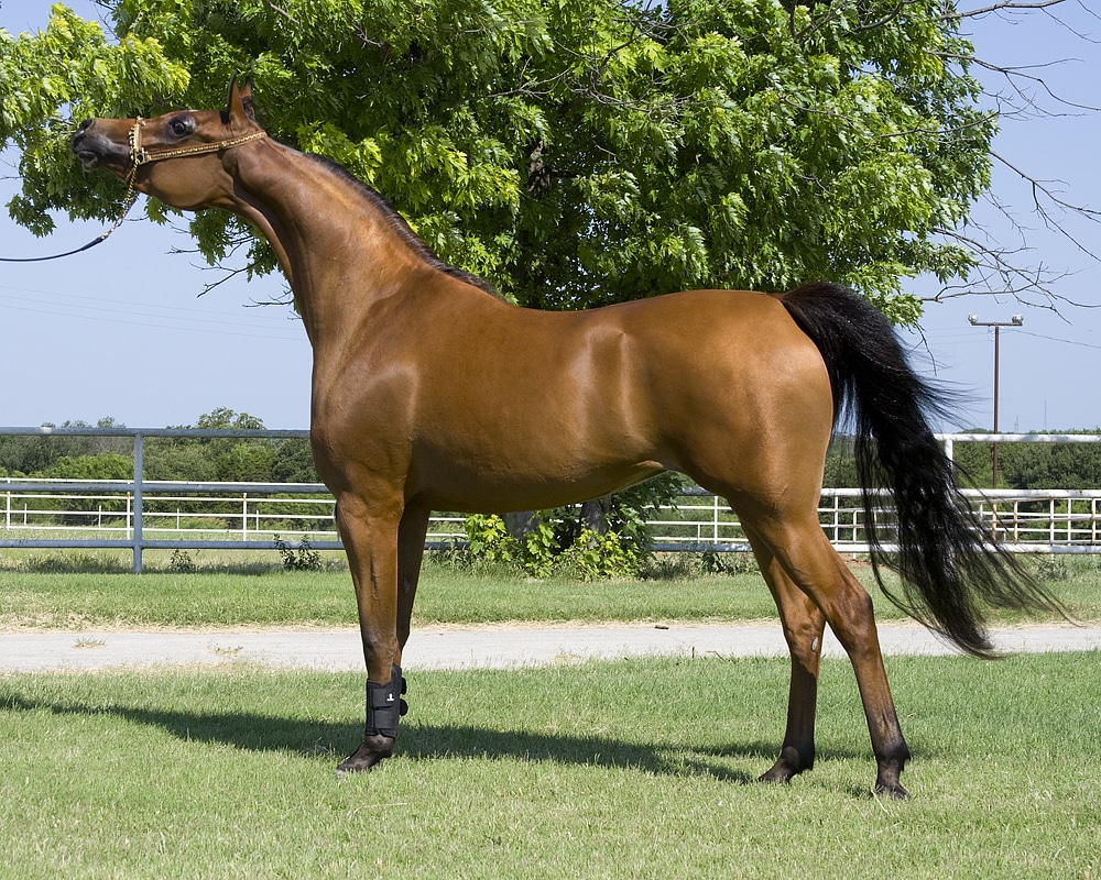 صور خيول عربية أصيلة Photos horses Arabian horses