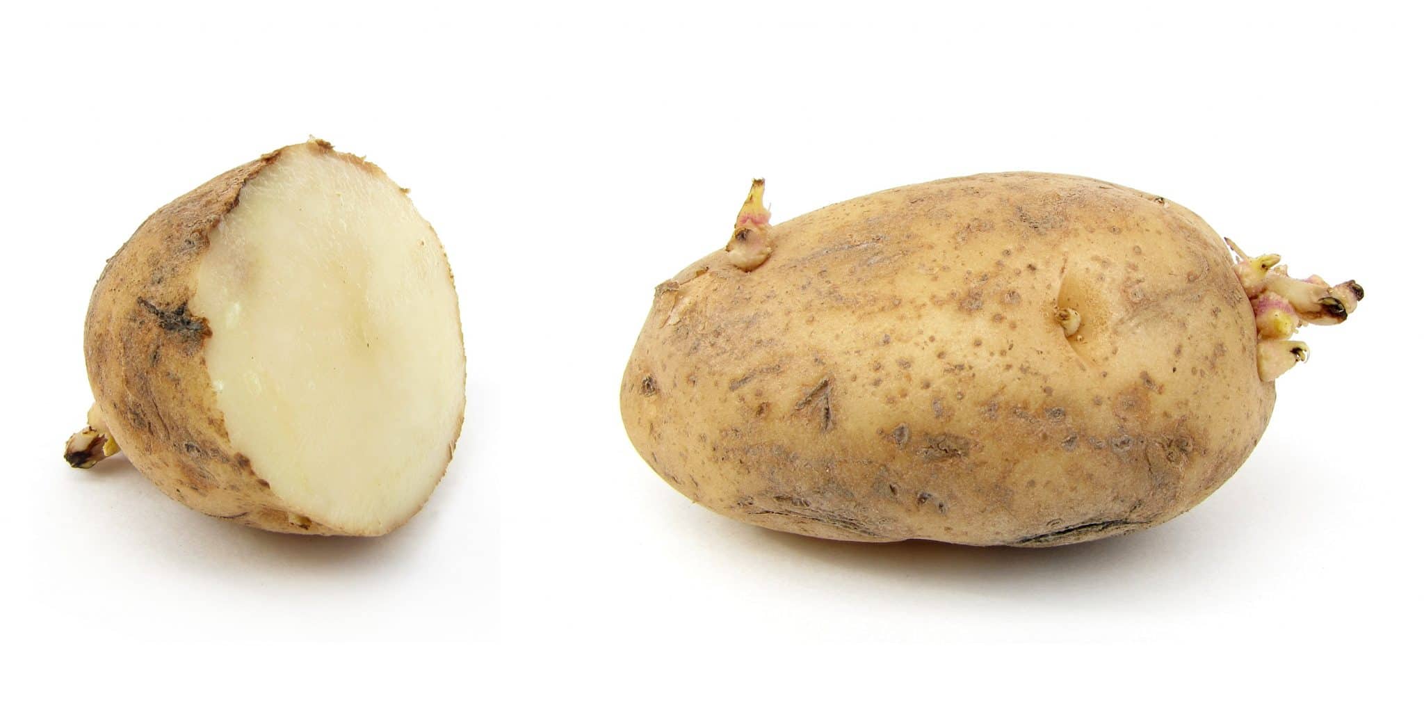 صور البطاطا Photos potatoes