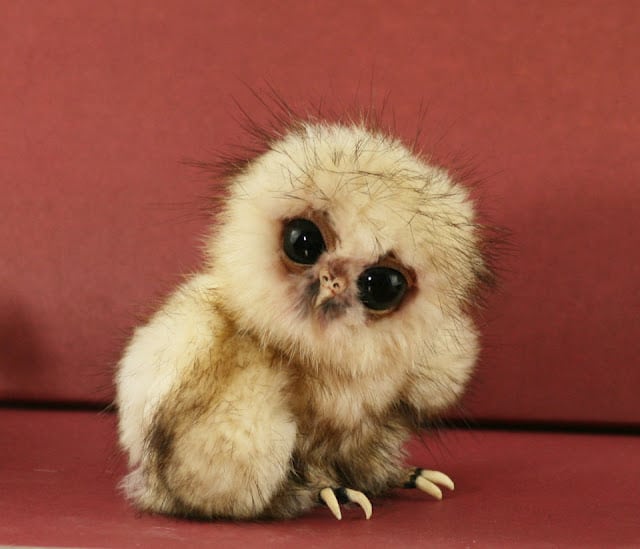 صور صغار الحيوانات Young animals Photos