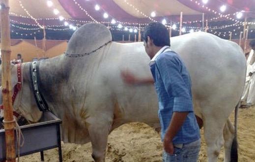 صور ملكة جمال البقر في باكستان Photos Miss cow in Pakistan