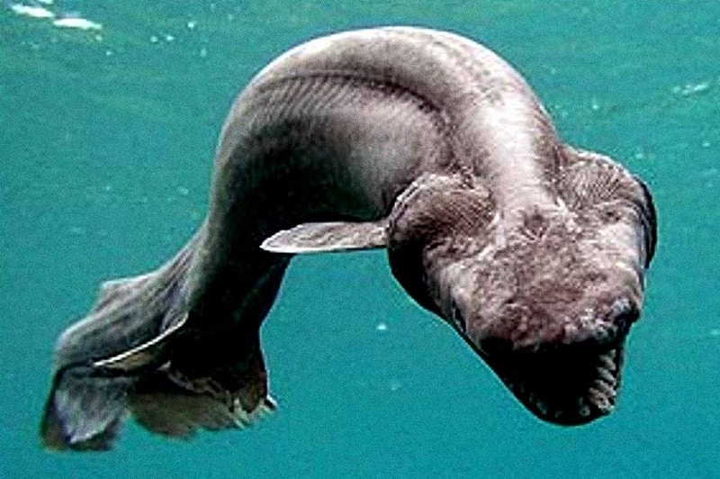 صور القرش المزركش Photos frilled shark