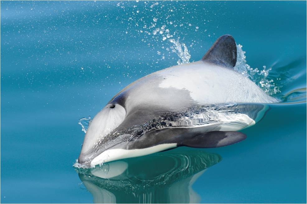 صور دلافين ماوي Photos Maui dolphins