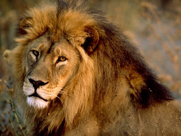صور الاسد الافريقي Photos African lion