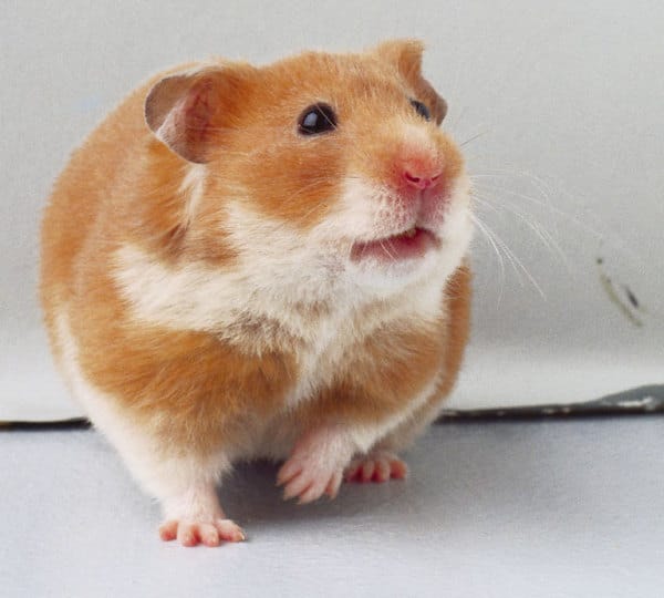 صور فأر الهامتسر Photos rat hamster