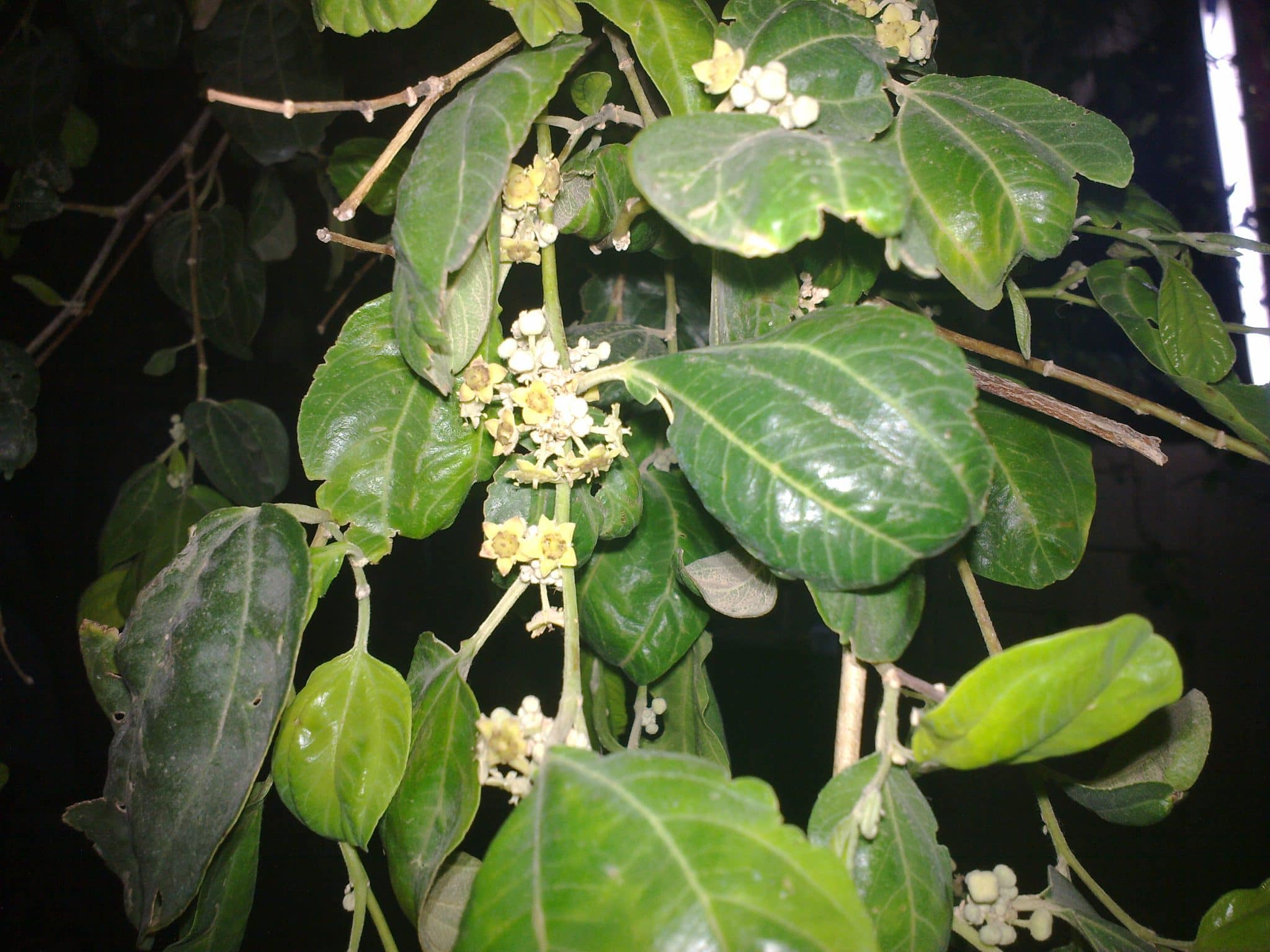 صور شجر السدر Photos trees Sidr