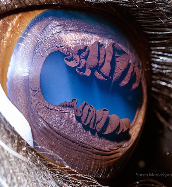 صور أغرب عيون الحيوانات Photos strangest animals eyes