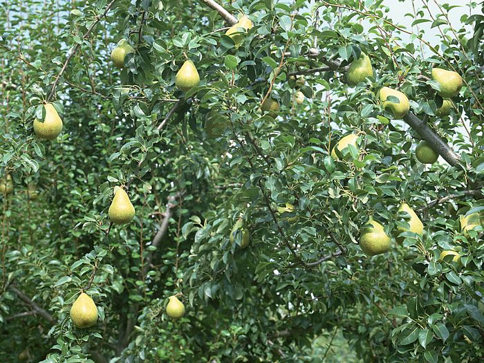 صور الكمثرى Photos pear