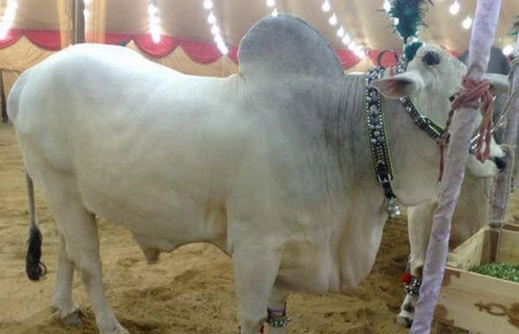 صور ملكة جمال البقر في باكستان Photos Miss cow in Pakistan