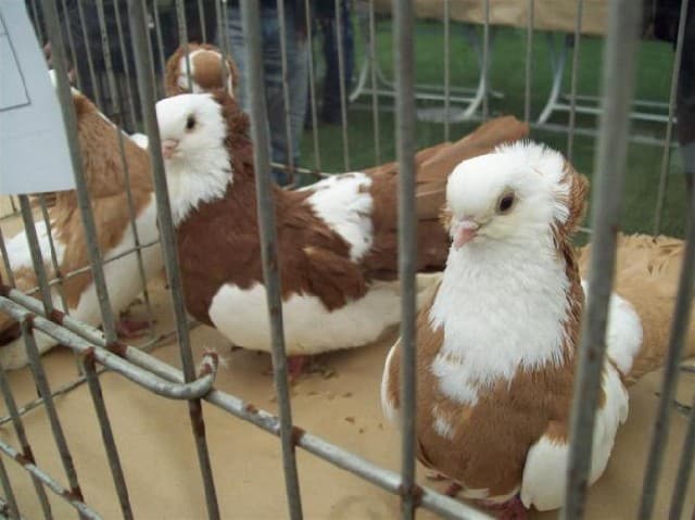 صور حمام الهلمت Photos bath Alhelmt