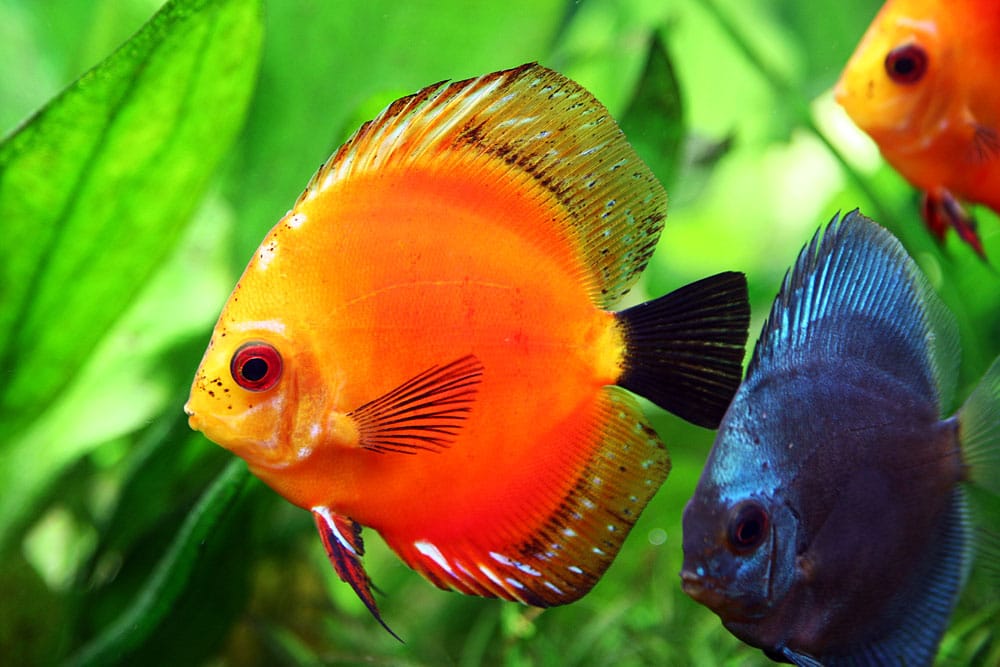 صور اسماك دسكاس Dskas Fish Photos