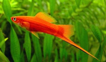 صور اسماك السوردتيل Alsordtal Fish Photos