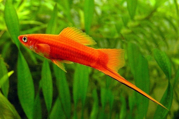صور اسماك السوردتيل Alsordtal Fish Photos
