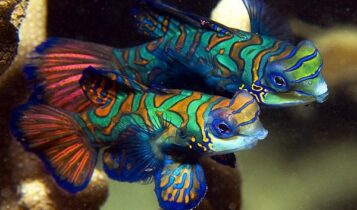 صور اسماك الماندرين Photos Mandarin Fish