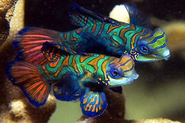 صور اسماك الماندرين Photos Mandarin Fish