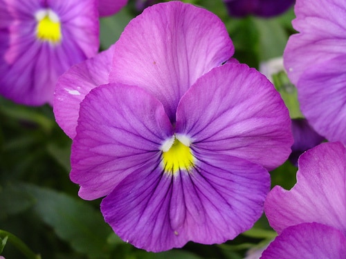 صور زهرة البنفسج Violet flower pictures