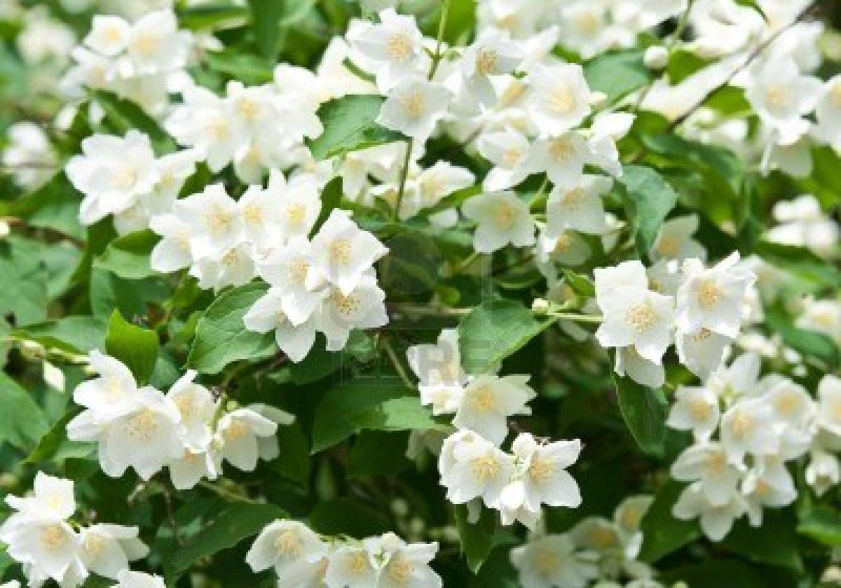 صور ازهار الفل Photos Jasmine flowers