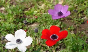 صور شقائق النعمان  Photos Anemone
