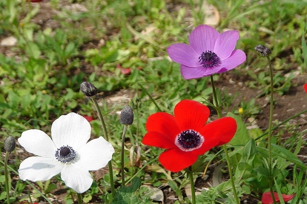 صور شقائق النعمان  Photos Anemone