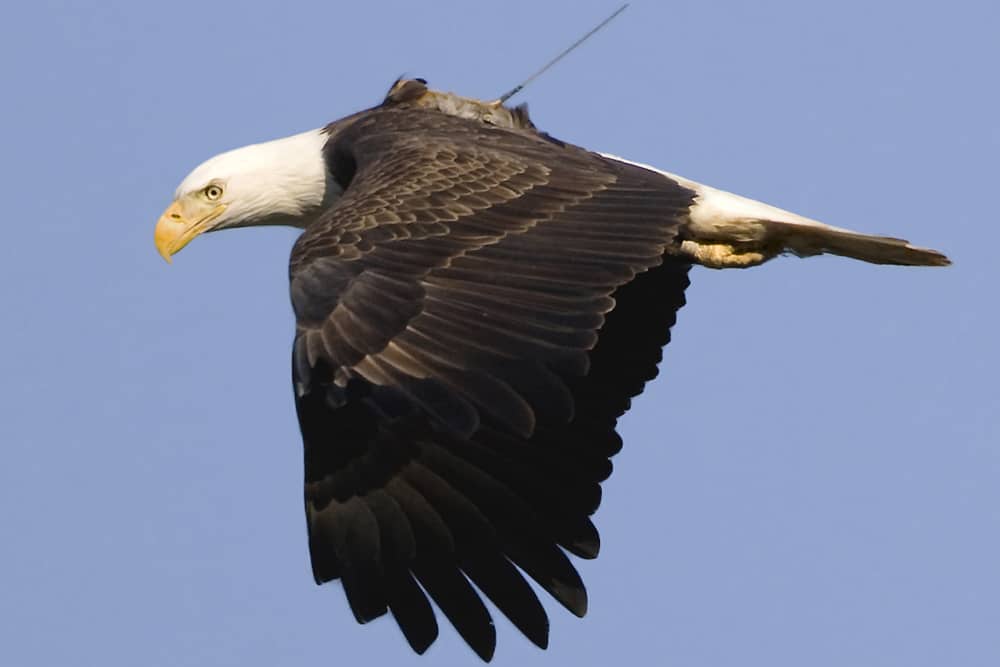 صور النسر الاصلع Photo Bald Eagle