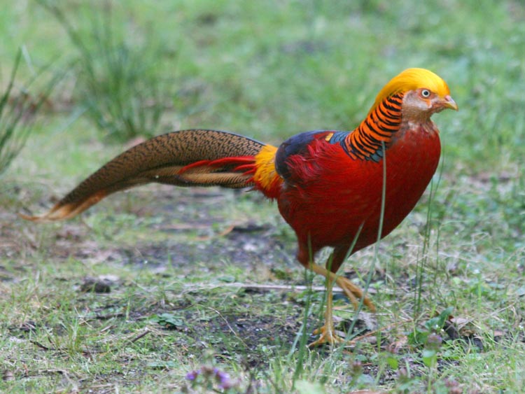 صور الدراج الذهبي Photo Golden Pheasant