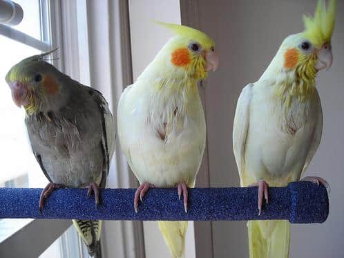 صور طيور الكوكتيل Photos bird cocktail
