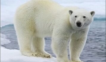 صور دب قطبي Photos polar bear