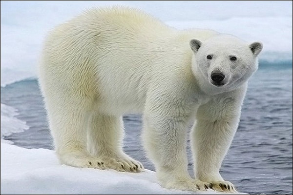 صور دب قطبي Photos polar bear