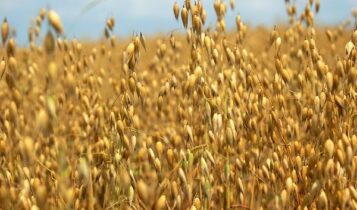 صور نبات الشوفان  Photos plant oats