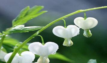 صور زهرة القلب النازف Photos bleeding heart flower