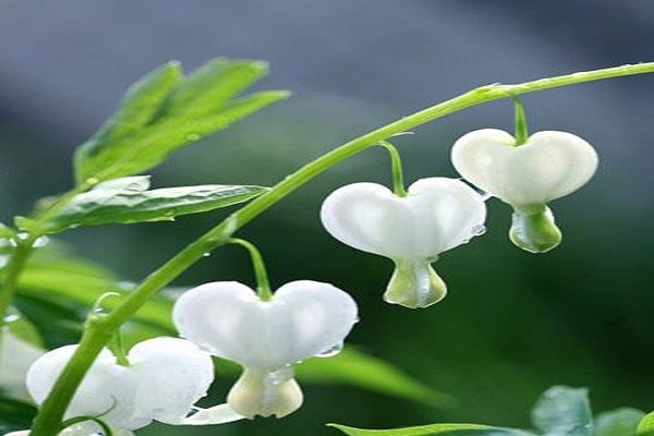 صور زهرة القلب النازف Photos bleeding heart flower