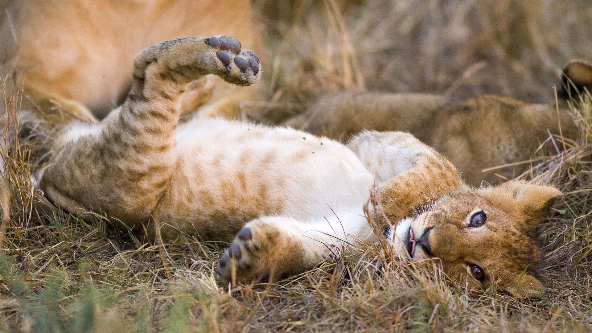 صور الاسد الافريقي Photos African lion