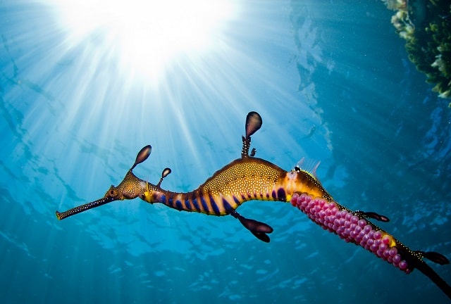 صور تنين البحر العشبي Photos popular sea dragon
