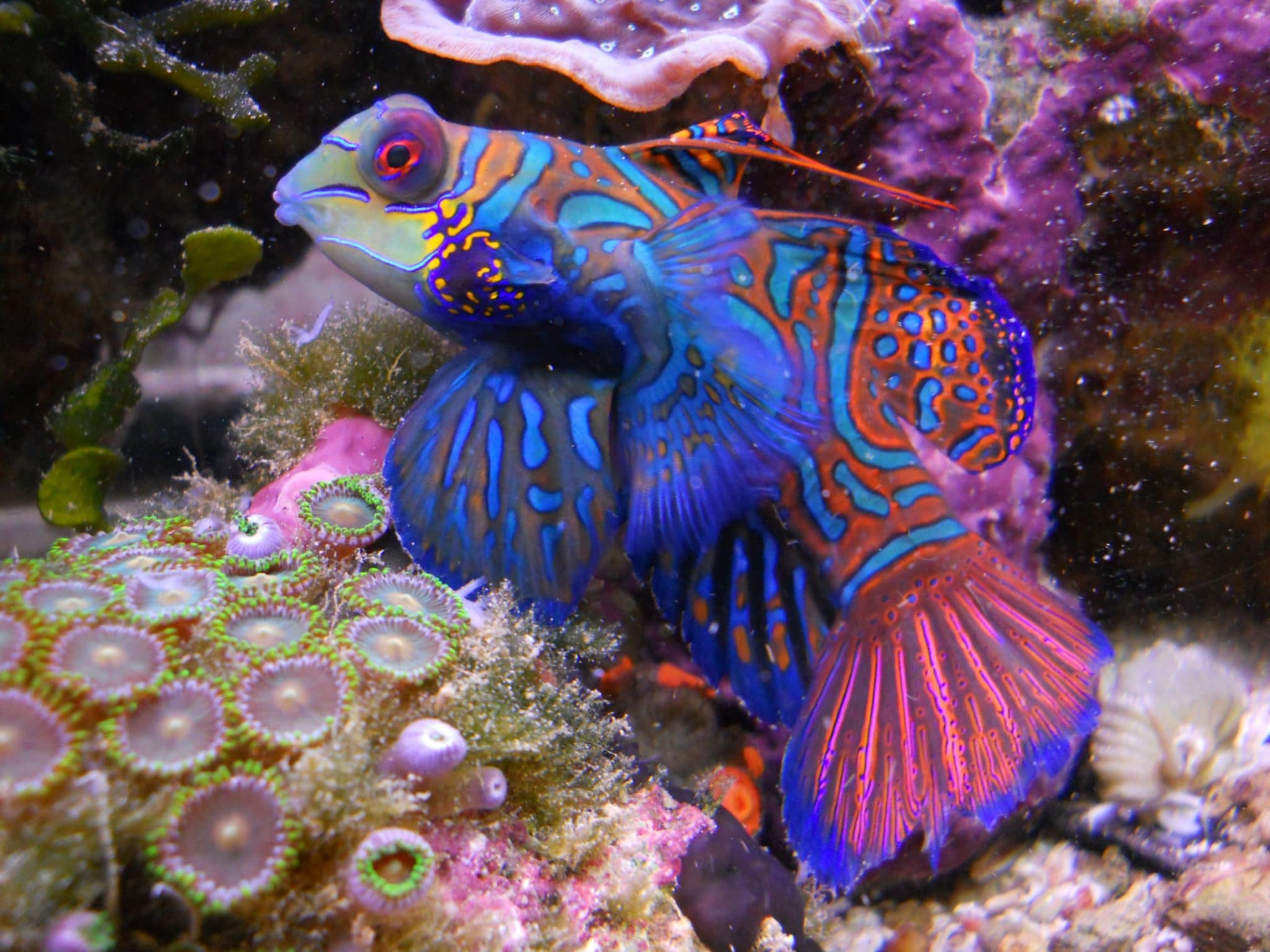 صور اسماك الماندرين Photos Mandarin Fish