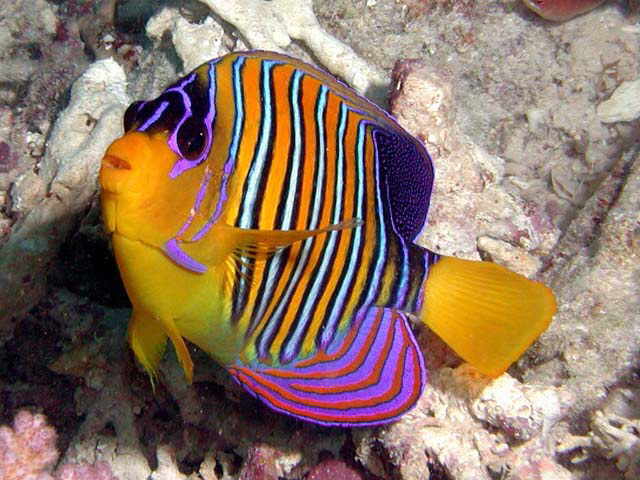 صور اسماك الملاك Photos Angel Fish