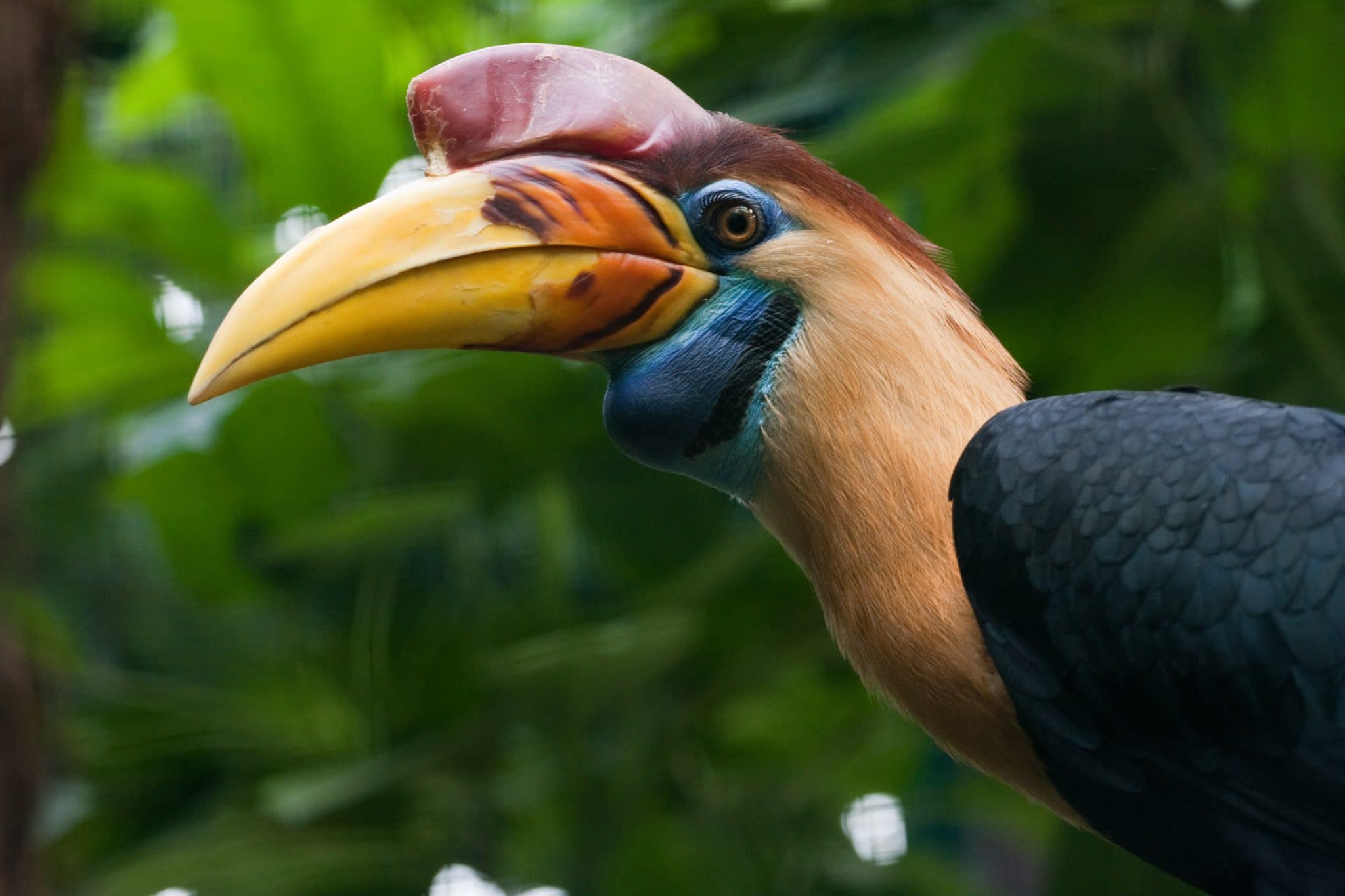 صور طائر البوقير Photos hornbill